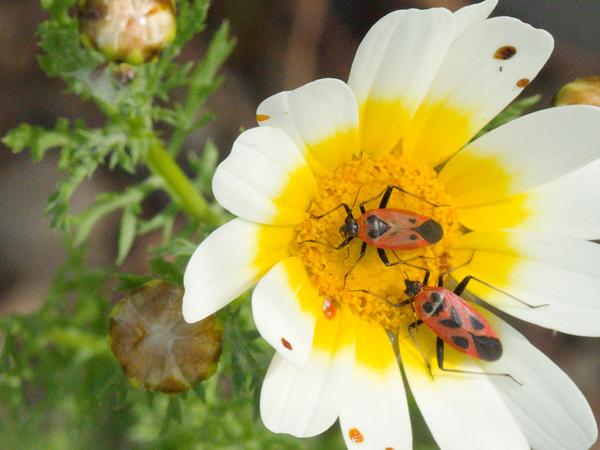 <h3><a href="/trips/kreta/biota/animalia/arthropoda/insecta/hemiptera/miridae/calocoris nemoralis/calocoris nemoralis-nl.html">Calocoris&nbsp;nemoralis</a> / Variable&nbsp;mirid / </h3>OM-1 Mark II met OLYMPUS M.12-100mm F4.0, 1/1000 sec  bij F11.0, ISO 2000, afstand 0.67&nbsp;m